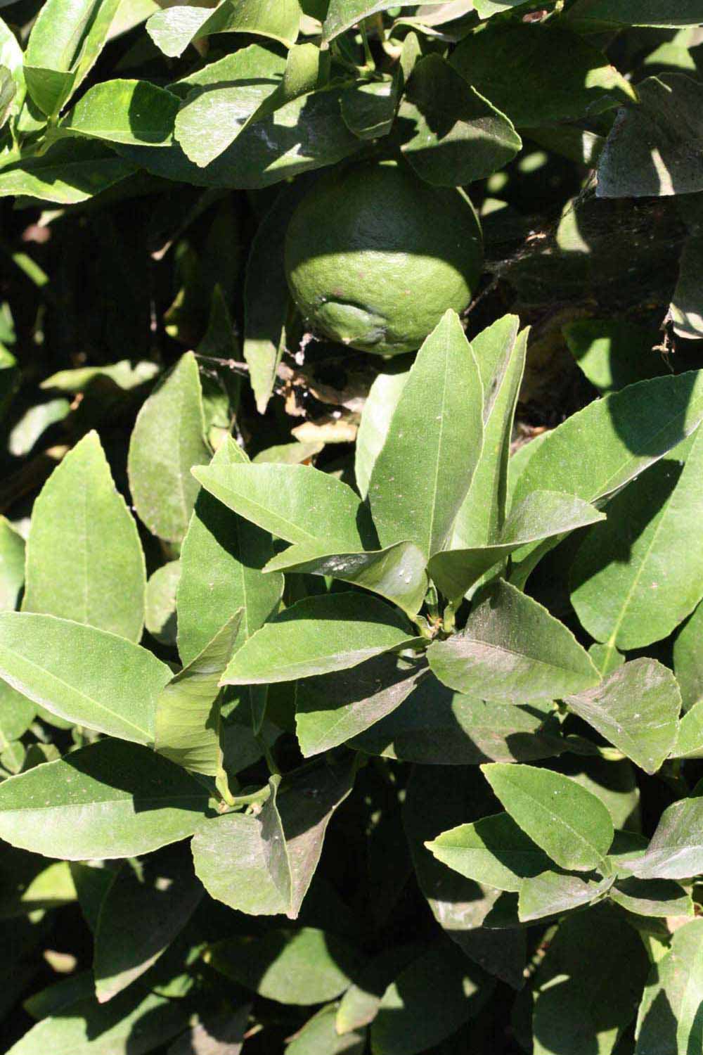              Sun leaves (Riverside, CA)       